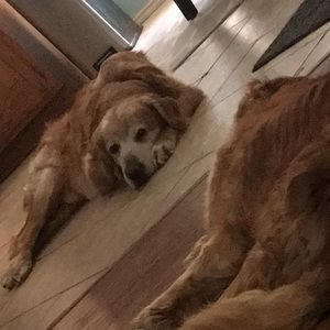 Meet your Posher, Chad